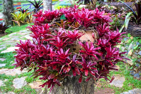 Bromeliad en el Jardín Mae Fah Luang, localizado en Doi Tung, Tailandia —  Fotos de Stock