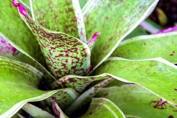 Bromeliad en el Jardín Mae Fah Luang, localizado en Doi Tung, Tailandia —  Fotos de Stock