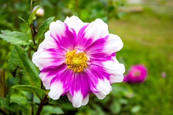 Dahlias flower at Mae Fah Luang Garden,locate on Doi Tung,Thailand — Stock Photo, Image