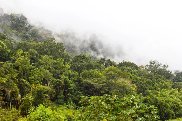 Paisagem tropical exuberante floresta tropical, Tailândia — Fotografia de Stock