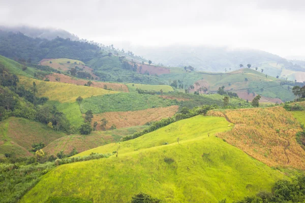 Rice farm on mountain, Northern, Thailand. — Stock Photo, Image