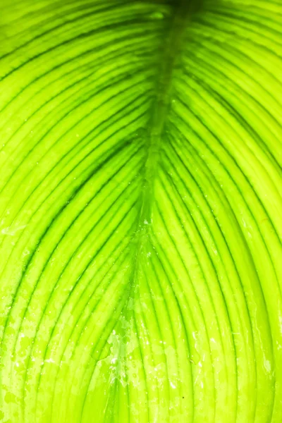 Green leaf background — Stock Photo, Image