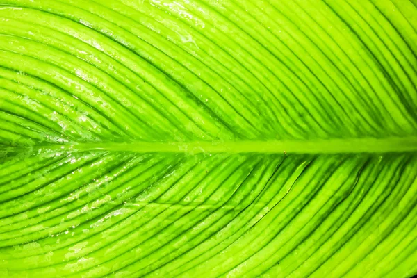 Green leaf background — Stock Photo, Image