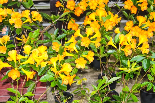 Beautiful flower at Mae Fah Luang Garden,locate on Doi Tung,Thailand — Stock Photo, Image