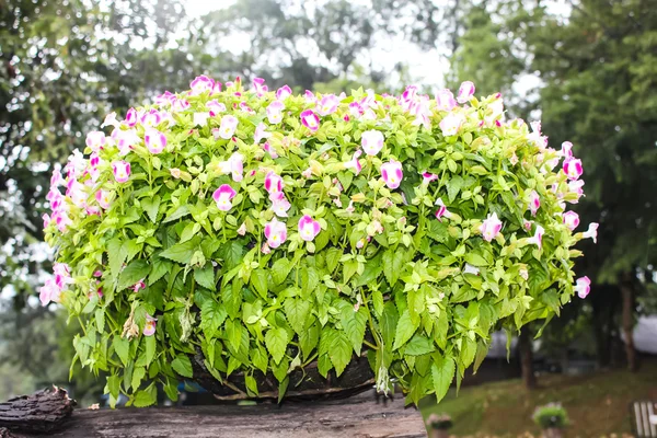 Krásná květina v mae fah luang garden, vyhledejte na doi tung, Thajsko — Stock fotografie