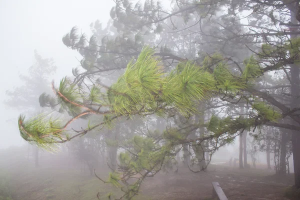 Mist in dicht tropisch regenwoud, phu rua (boot hill), thailand — Stockfoto