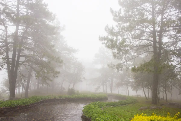 Nebbia nella fitta foresta pluviale tropicale, Phu Rua (collina barca), Thailandia — Foto Stock