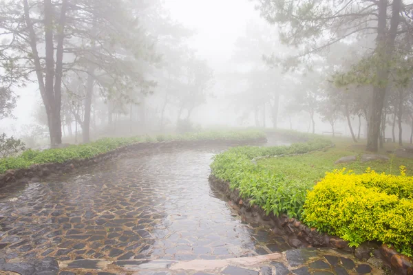 Mist in dicht tropisch regenwoud, phu rua (boot hill), thailand — Stockfoto