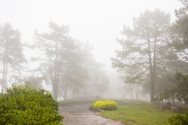 Mist in dicht tropisch regenwoud, phu rua (boot hill), thailand — Stockfoto