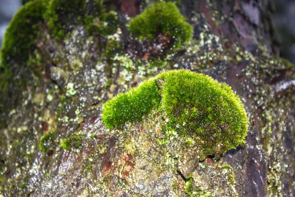 Musgo cresce fortemente — Fotografia de Stock