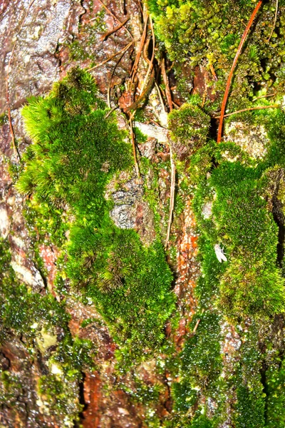 Moss grows heavily on the bark of this tree — Stock Photo, Image