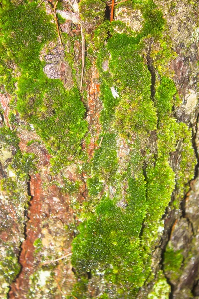 Moss crece pesadamente en la corteza de este árbol — Foto de Stock