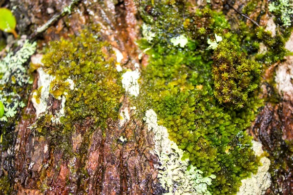 Moss crece pesadamente en la corteza de este árbol —  Fotos de Stock