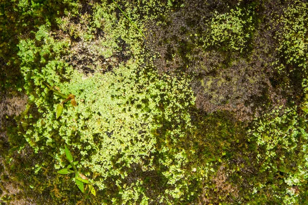 Il muschio cresce pesantemente sulla corteccia di questo albero — Foto Stock