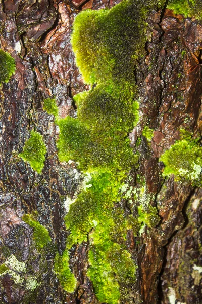 Moss cresce pesadamente na casca desta árvore — Fotografia de Stock