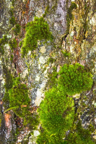 Il muschio cresce pesantemente sulla corteccia di questo albero — Foto Stock