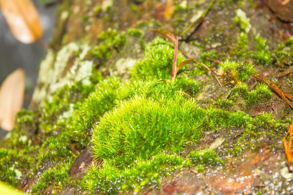 Moss crece pesadamente en la corteza de este árbol — Foto de Stock