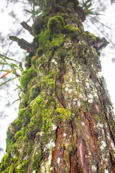 Il muschio cresce pesantemente sulla corteccia di questo albero — Foto Stock