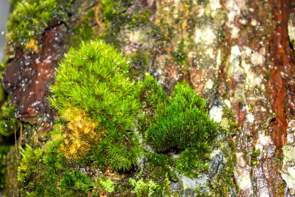 Moss crece pesadamente en la corteza de este árbol — Foto de Stock