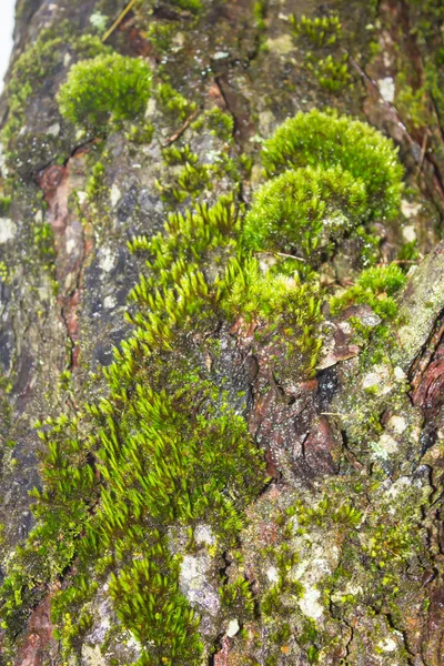 Mossa växer kraftigt på Barken av detta träd — Stockfoto