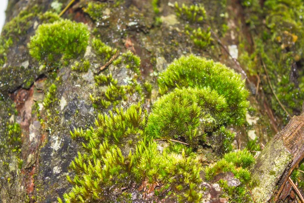 Moss cresce pesadamente na casca desta árvore — Fotografia de Stock