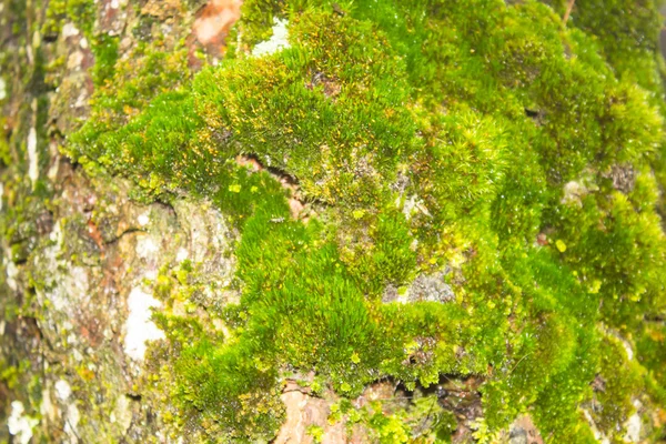 Il muschio cresce pesantemente sulla corteccia di questo albero — Foto Stock
