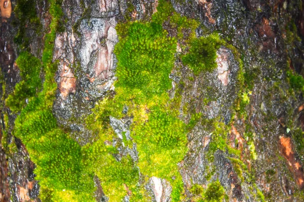 Moss grows heavily on the bark of this tree — Stock Photo, Image
