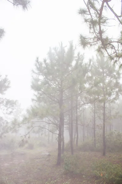 Nebbia nella fitta foresta pluviale tropicale, Phu Rua (collina barca), Thailandia — Foto Stock