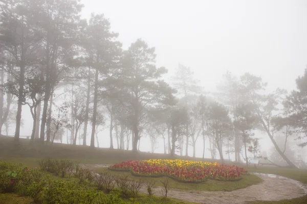 Brouillard dans la forêt tropicale dense, Phu Rua (colline du bateau), Thaïlande — Photo