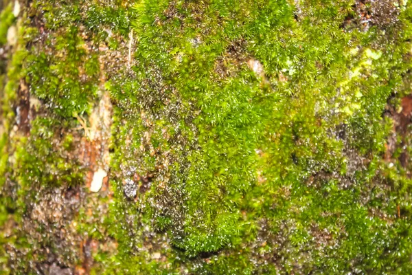 Moss crece pesadamente en la corteza de este árbol —  Fotos de Stock