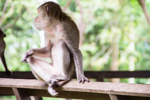 Famille des singes — Photo