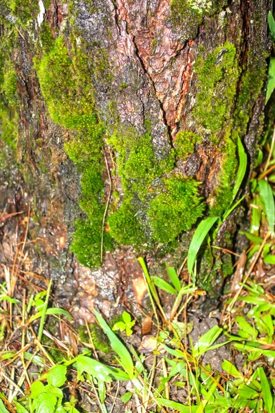 Il muschio cresce pesantemente sulla corteccia di questo albero — Foto Stock