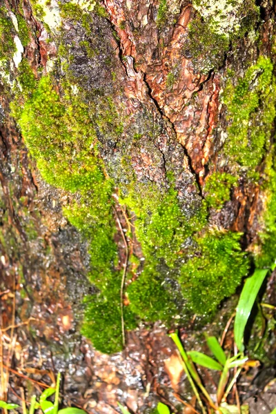 Moss crece pesadamente en la corteza de este árbol — Foto de Stock