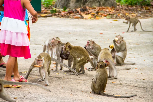 Famille des singes — Photo