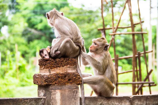 Famille des singes — Photo