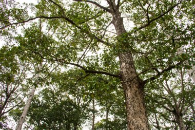 Dipterocarpus alatus Roxb ağacı yağmur ormanlarında