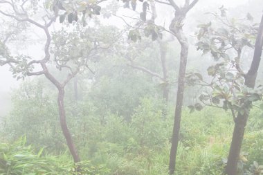 PA hin ngam Milli Parkı, tropik yağmur ormanı Tayland