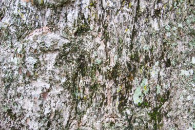 doku ağaç kabuğu Yang