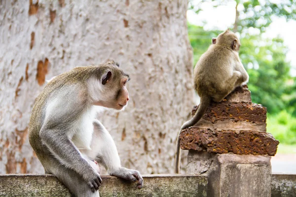 Famille des singes — Photo