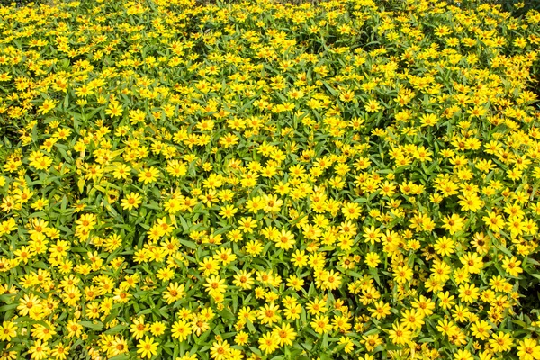 Dahlberg daisy bloemen veld — Stockfoto