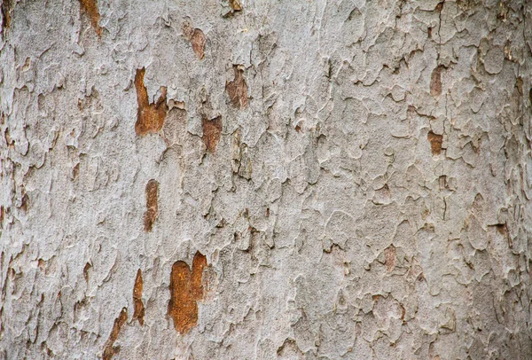 Casca de árvore de textura de yang — Fotografia de Stock