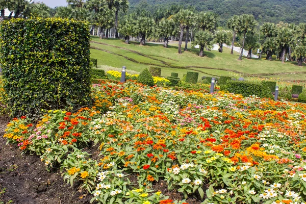 Beautiful tropical garden — Stock Photo, Image