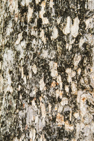 纹理树树皮的杨 — 图库照片