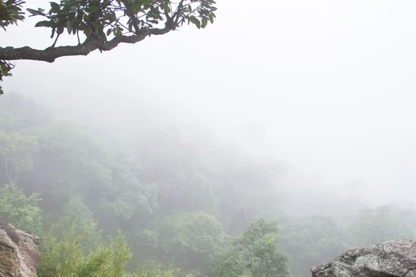 Parco nazionale Pa Hin Ngam, foresta pluviale tropicale in Thailandia — Foto Stock