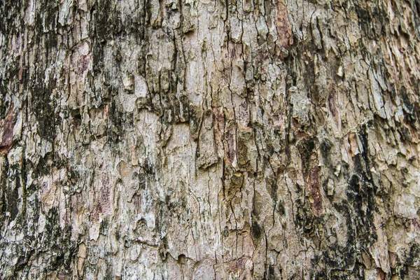 Casca de árvore de textura de yang — Fotografia de Stock