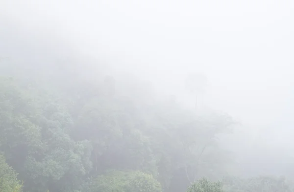 Parco nazionale Pa Hin Ngam, foresta pluviale tropicale in Thailandia — Foto Stock