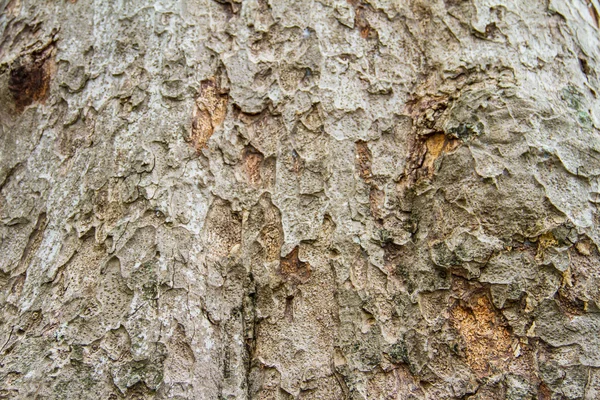 Textur Baumrinde von Yang — Stockfoto