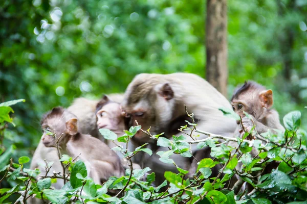 Famille des singes — Photo