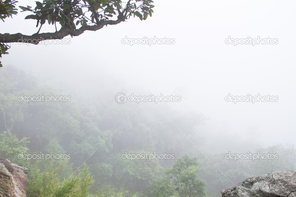 Pa Hin Ngam National Park, Tropical rain forest in Thailand
