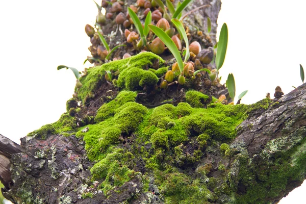 Muschio e orchidea nella foresta pluviale tropicale, Thailandia — Foto Stock